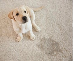 pet accident on carpet